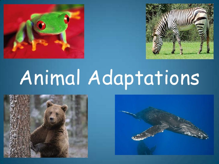 Animal Adaptations - Nepple's News